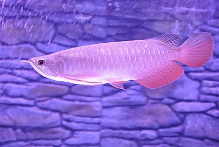 Banjar-Red-Arowana