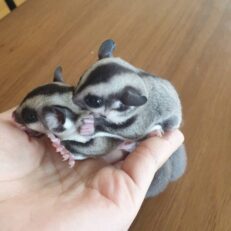 Sugar Gliders For Sale