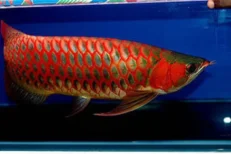 Arowana Fish