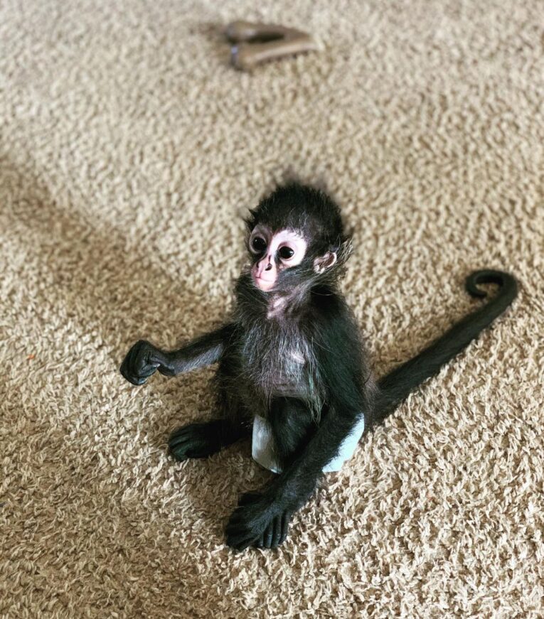 Looking to adopt a playful and intelligent spider monkey? Explore our selection of pet spider monkeys for sale in the USA. Your new furry friend awaits! Adopt a spider monkey today!