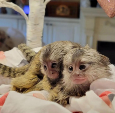 Marmoset Monkeys