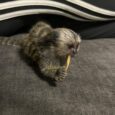 Cheap Marmoset Monkey Buy (Lilly Female)