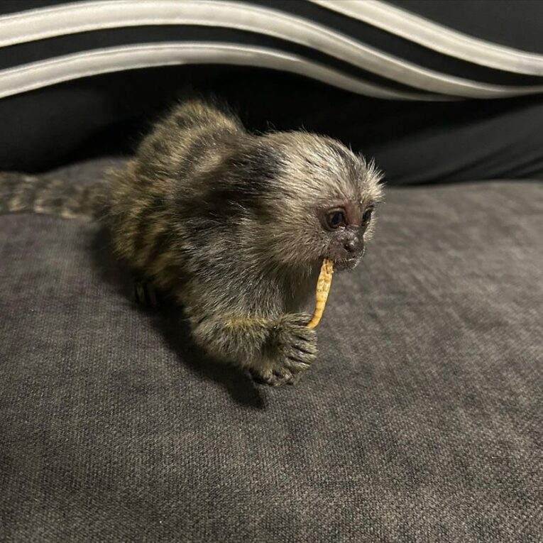 Buy Marmoset