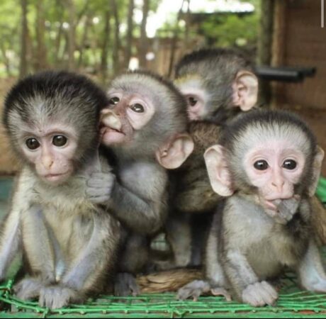 Buy-Macaque Monkeys For Sale