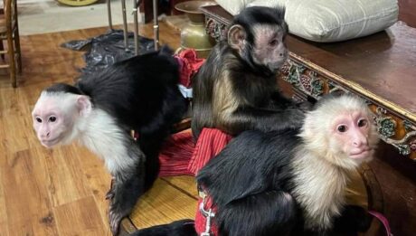 Monkeys For Adoption, Monkey for sale, Capuchin Monkey for sale