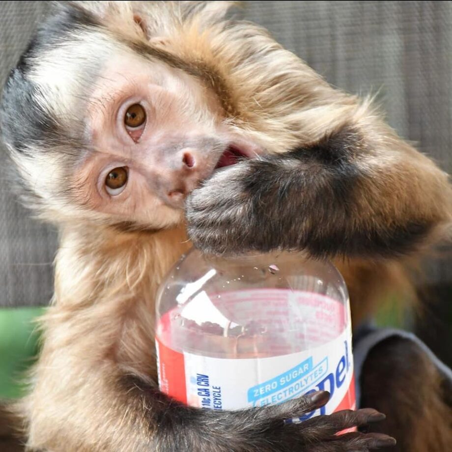Pet Monkeys Capuchin Spider Monkey Marmoset Macaque Monkeys