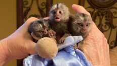 Marmoset Monkeys For Sale