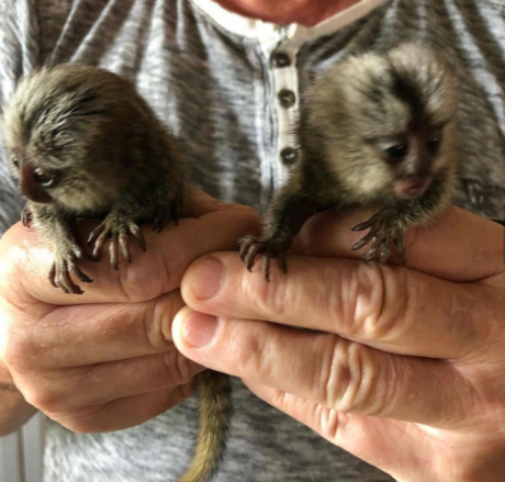 Buy Marmoset Monkeys for sale online. We breed Marmoset Pet Monkeys for for cheap.