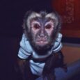 Capuchin Monkey (Jeremy)