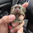 Marmoset Monkey (Mai)