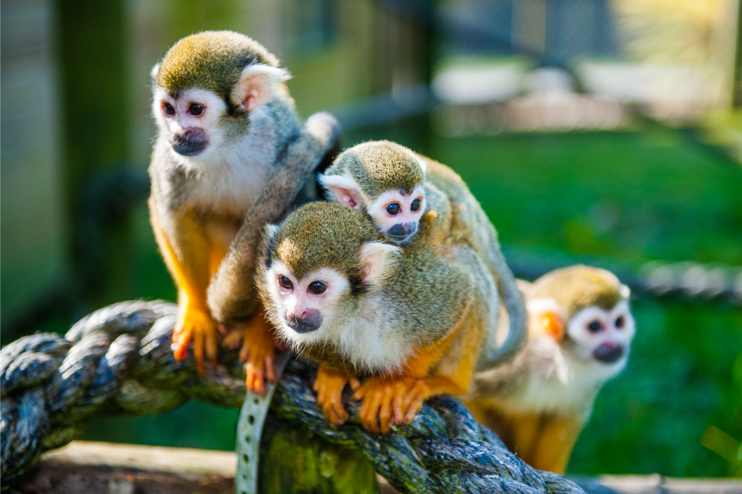 Squirrel monkeys for sale