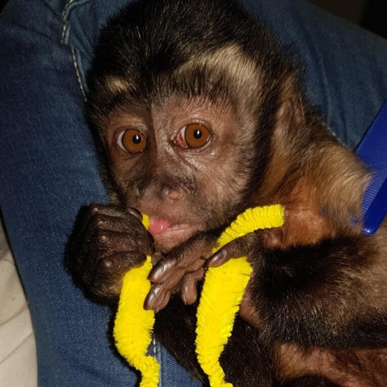 Capuchin Monkeys For Sale - Buy Capuchin Monkeys Cheap