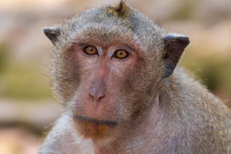 Long-taile macaque at Angkor Wat temple in Siem Reap, Cambodia