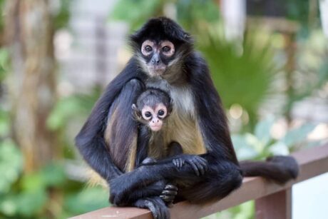 spider-monkey-mom-baby-2