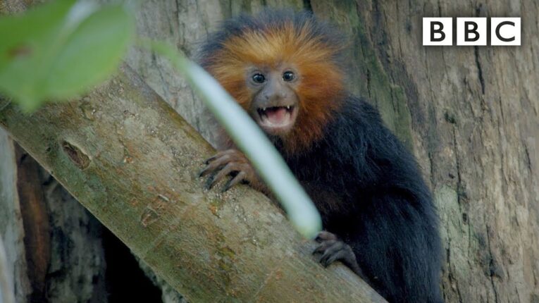 Video Thumbnail: Tiny baby Tamarin joins the family hunt | Primates - BBC