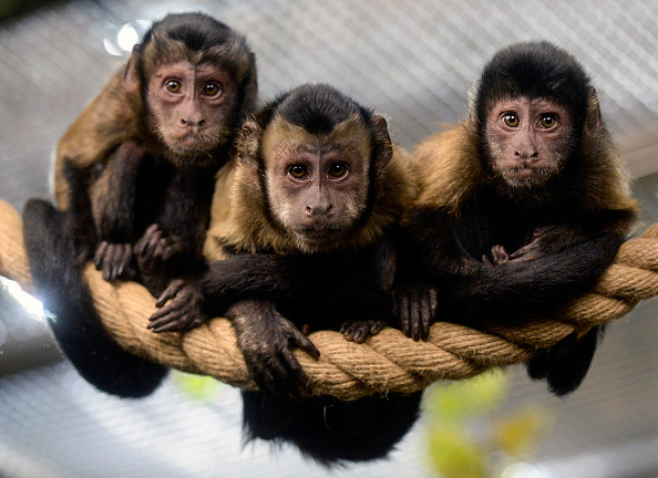 Brown Capuchin monkey