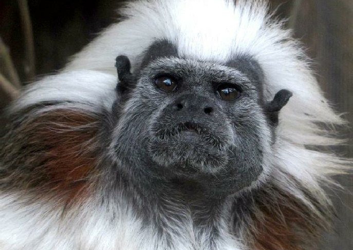 Find Tamarin Monkeys for Sale Cheap in USA | Pet Monkey