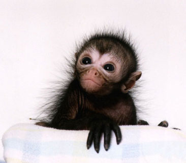 Buy Spider Monkeys for sale online. We are USA Spider Monkey Breeder.