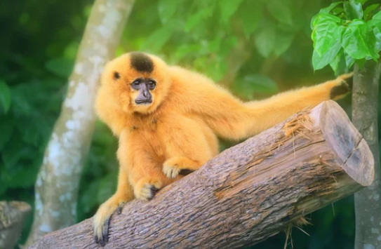 Looking for lovable Gold Gibbons Monkeys for sale or adoption in the USA? Discover the perfect pet at Pet Gold Gibbons Monkeys For Sale - your trusted source for adorable companions!