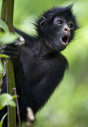 Looking for Cheap Spider Monkeys For Sale? Discover Your Perfect Pet Monkey at Pet Monkey Spider!