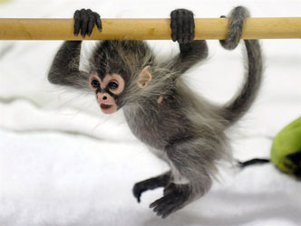 Buy Spider Monkey for sale. We sell Spider Monkeys for sale online. Buy Spider Monkey Breeders in USA. We have Cheap Spider Monkeys on Promotion.