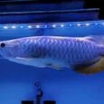 Blue Base Arowana