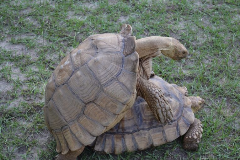 1.1-ADULT-PAIR-OF-SLUCATAS-PROVEN-BREEDERS-AND-PRODUCERS1.jpg