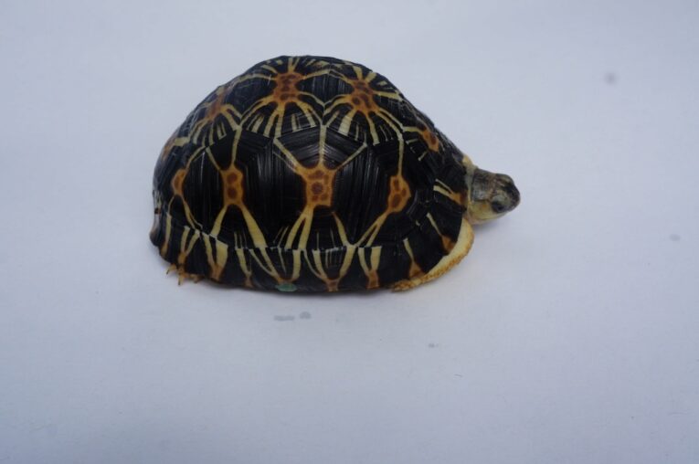 1.5-year-Radiated-Tortoise1.jpg
