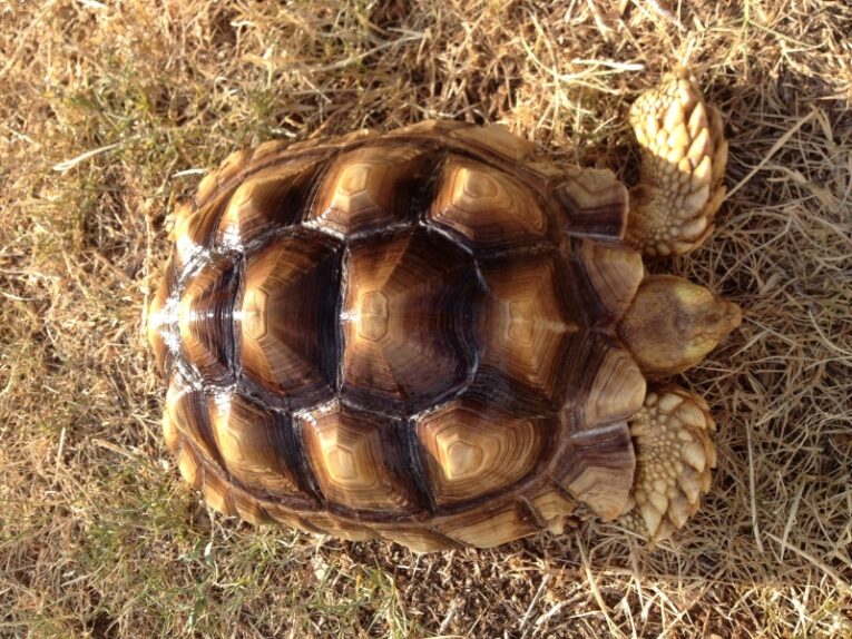 10-INCH-MALE-SULCATA1.jpg