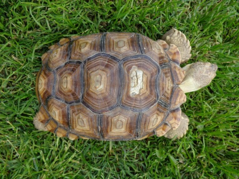 11-inch-Female-Sulcata-Tortoise12.jpg