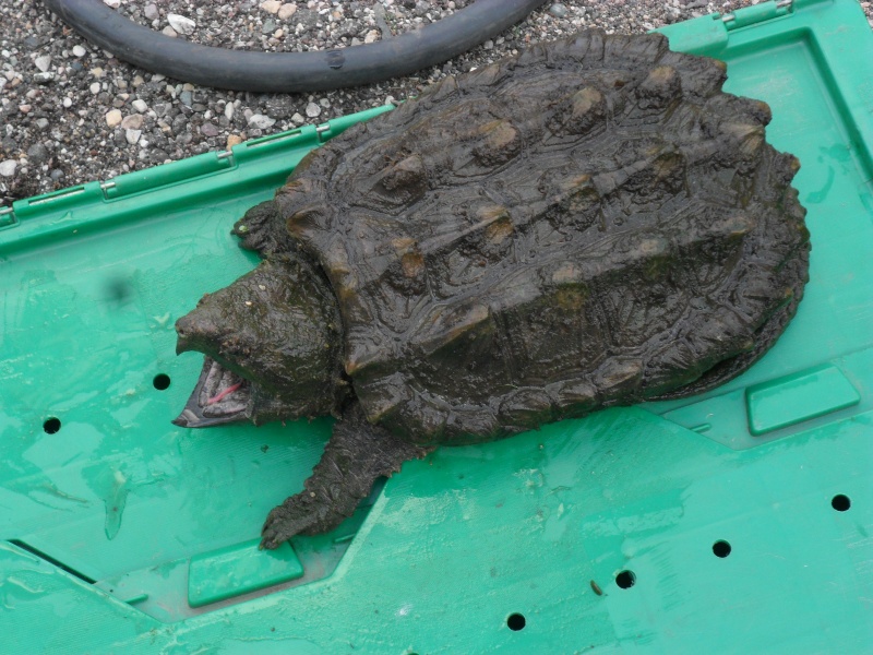 11 inch female alligator snapping turtle - Cheap Pet Monkeys USA