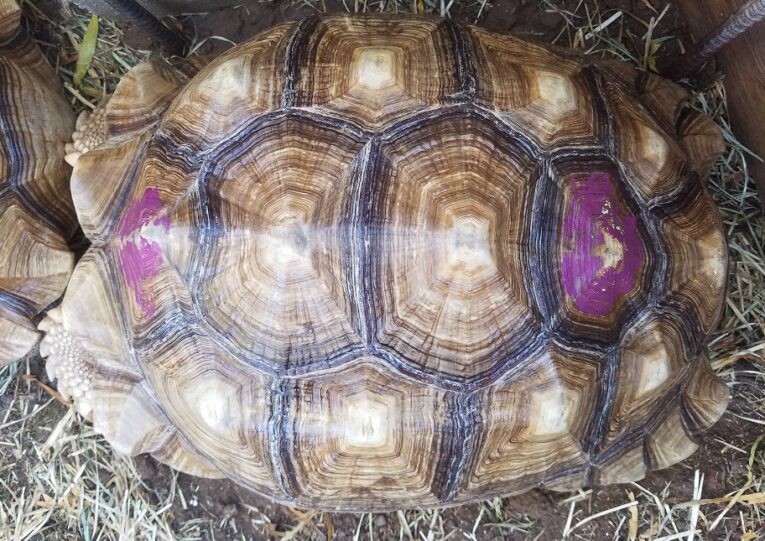 19-inch-Female-Sulcata1-1.jpg