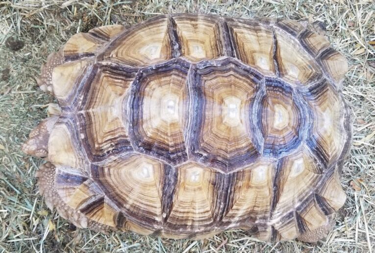 20-Inch-Male-Sulcata1.jpg