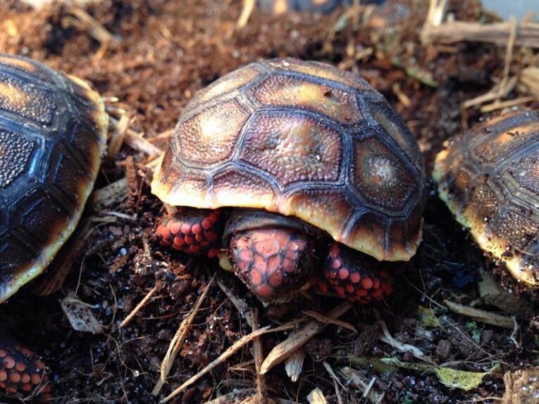 2014-Redfoot-Tortoise-Babies3.jpg