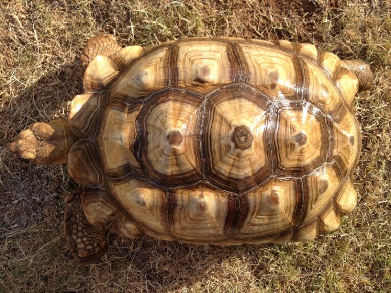 21-INCH-FEMALE-SULCATA2.jpg