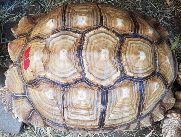 21.5-Inch-Female-Sulcata1.jpg