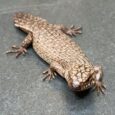 Gidgee Skink (Egernia Stokesii)