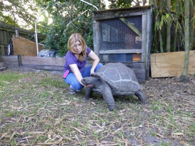 27.5-Young-Adult-Female-Aldabra-Tortoise.1-1.jpg