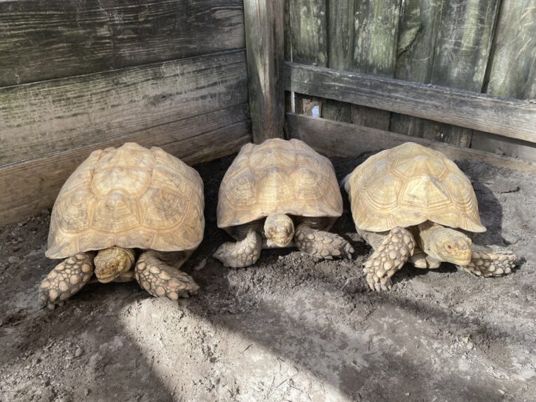 3.2-Albino-Sulcata-Breeding-Group1.jpg