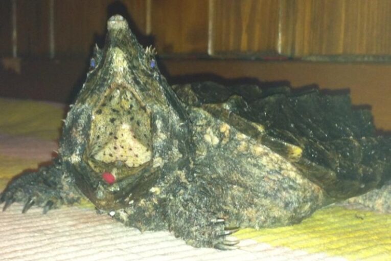 6-inch-alligator-snapper1.jpg