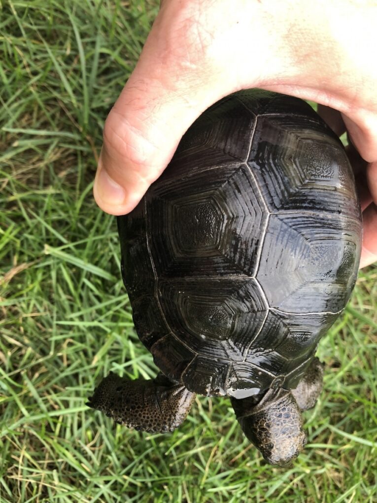 9 month old baby Aldabra tortoise for sale - Cheap Pet Monkeys USA