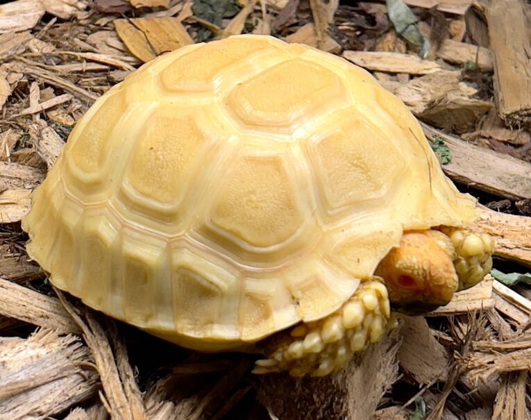 ALBINO-SULCATA-TORTOISE-1599.99.jpg