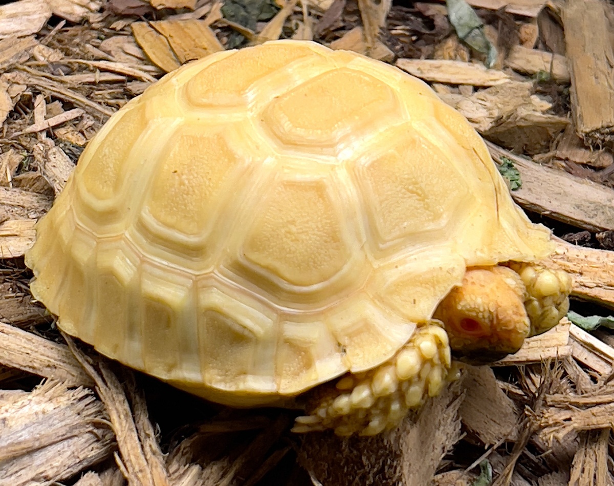 ALBINO SULCATA TORTOISE FOR SALE - Cheap Pet Monkeys USA