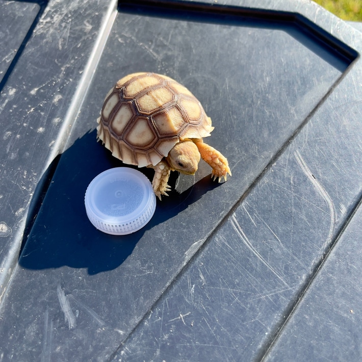 Adorable Baby Sulcata Tortoises - Cheap Pet Monkeys USA