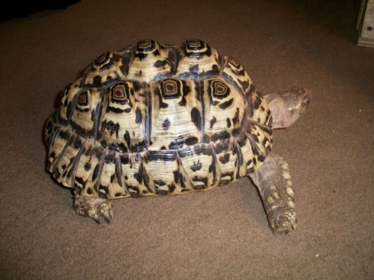 Adult-Female-Leopard-Tortoise1.jpg