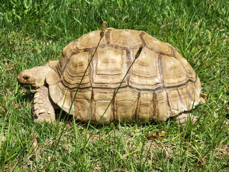 Adult-Male-Sulcata3.jpg