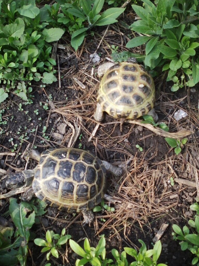 Adult-Russian-Tortoises-Male-and-Female-Pair2.jpg