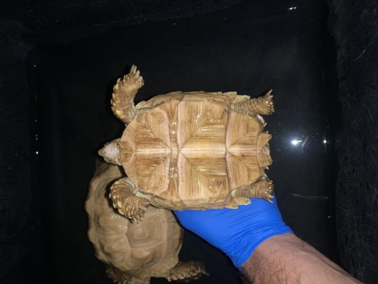 Albino-Sulcata-6-plus2.jpg