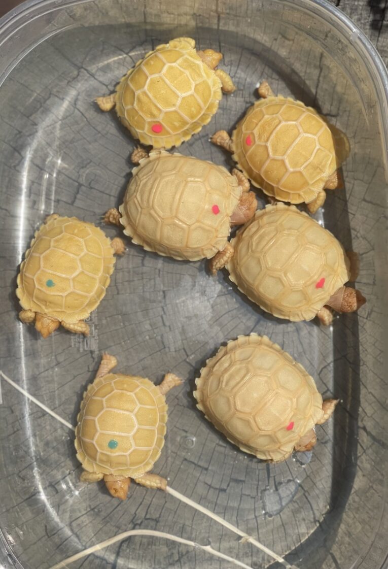 Albino-Sulcata-Tortoises2.jpg