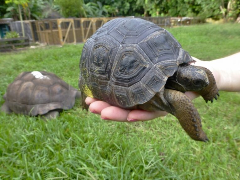 Aldabra-Tortoise-Hatchlings-Layaway-for-Christmas1.jpg